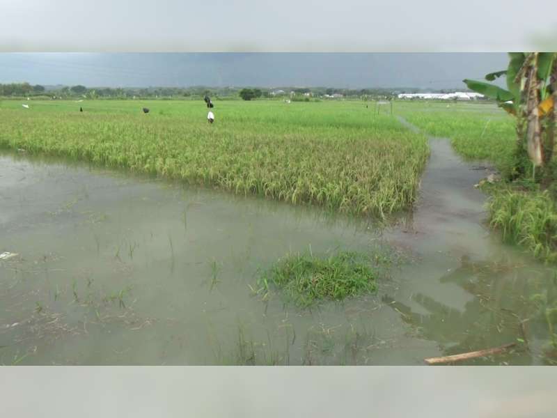 Puluhan Hektare Tanaman Padi di Kanor dan Baureno Terendam Banjir