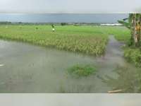 Puluhan Hektare Tanaman Padi di Kanor dan Baureno Terendam Banjir