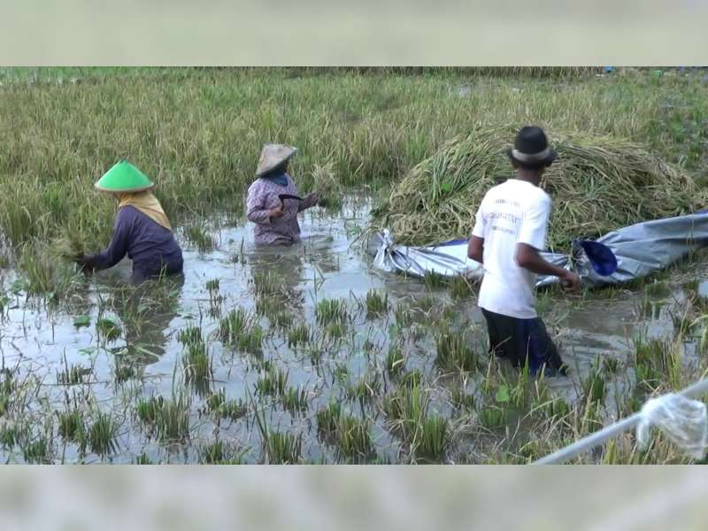 Terendam Banjir, Petani Terpaksa Panen Dini Tanaman Padi