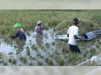 Petani Diminta Pantau Informasi Cuaca dan Menjadi Peserta Asuransi