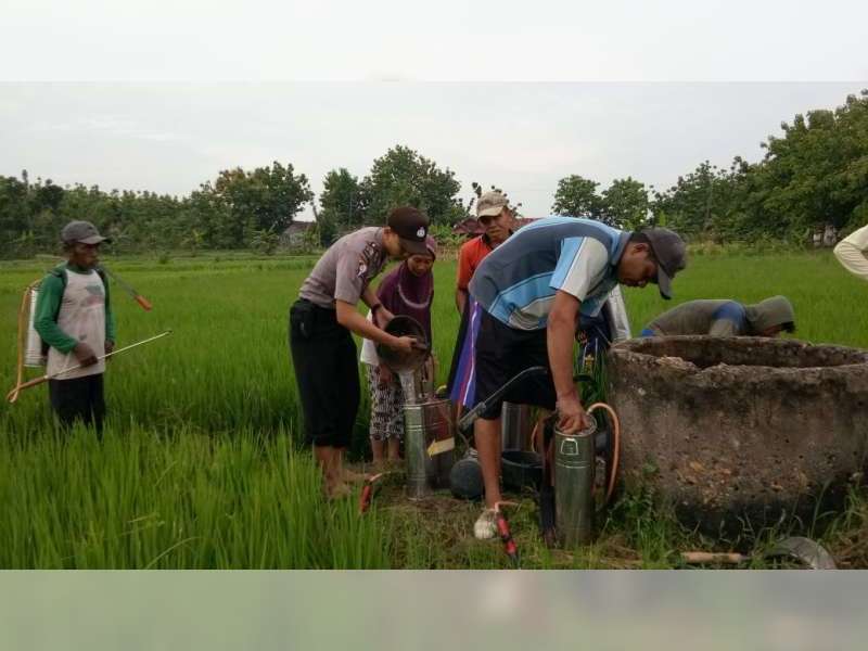 Sukseskan Swasembada Pangan, Babinkamtibmas Bantu Berantas Hama Padi