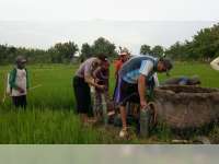 Sukseskan Swasembada Pangan, Babinkamtibmas Bantu Berantas Hama Padi