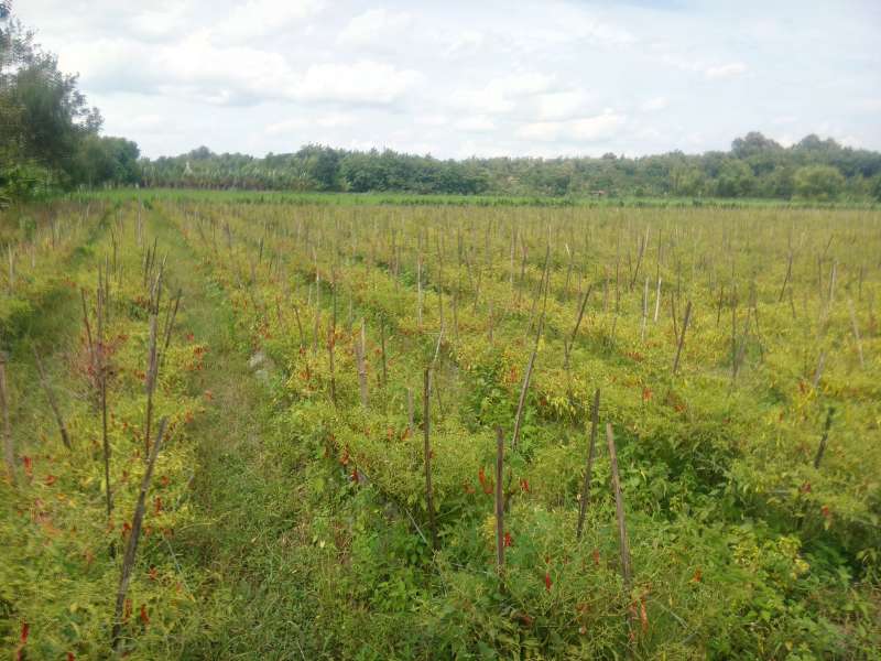 Petani Cabai di Bojonegoro Keluhkan Hama Ulat Daun