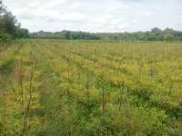 Petani Cabai di Bojonegoro Keluhkan Hama Ulat Daun