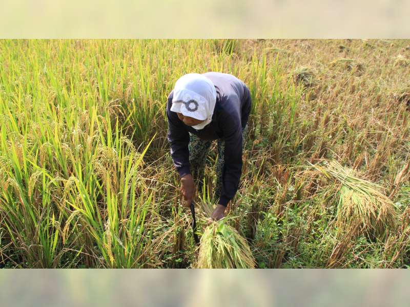 Pemerintah Berencana Impor Beras, Petani Padi di Blora Was-was