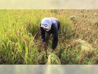 Pemerintah Berencana Impor Beras, Petani Padi di Blora Was-was