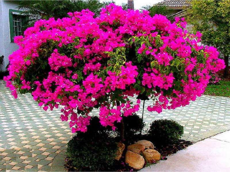 Maret 2018, DLH Gelar Kompetisi Bugenvil Tingkat Sekolah