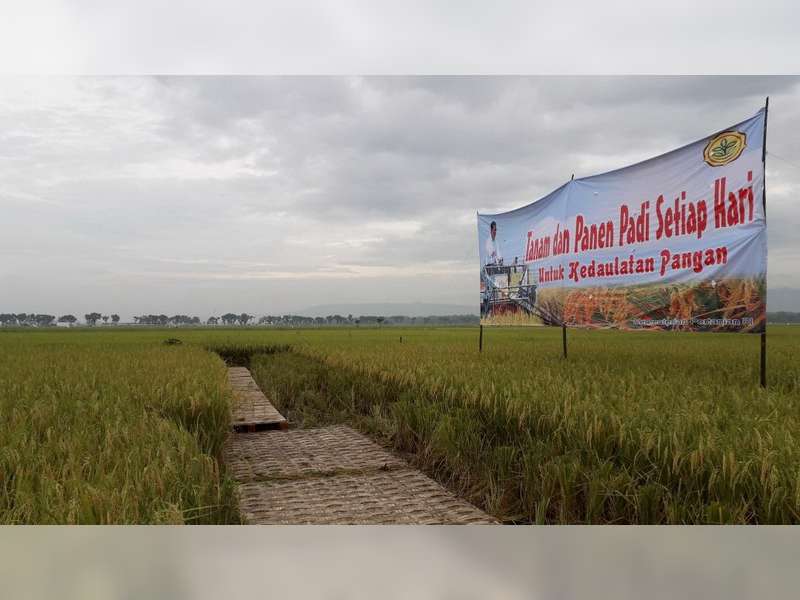 Menteri Pertanian Lakukan Kunjungan Kerja dan Panen Raya Padi di Kecamatan Kanor