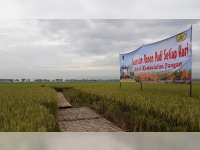 Menteri Pertanian Lakukan Kunjungan Kerja dan Panen Raya Padi di Kecamatan Kanor