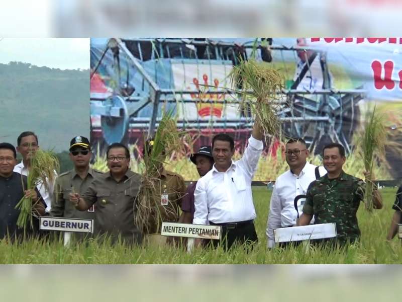 1800 Ha Padi di Kanor Akan Panen Februari