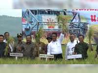 1800 Ha Padi di Kanor Akan Panen Februari