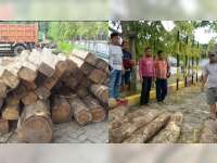 Kedapatan Mengangkut Kayu Jati Ilegal Seorang Warga Gondang Diamankan Polisi