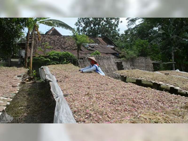 Petani Keluhkan Harga Bawang Merah Anjlok