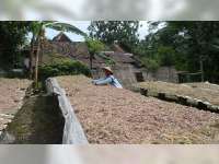 Petani Keluhkan Harga Bawang Merah Anjlok