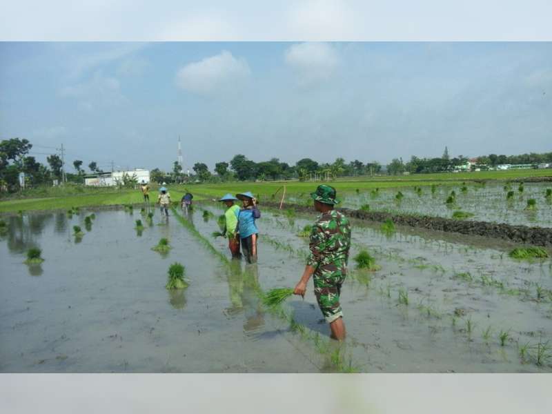 Babinsa Koramil Kalitidu Semangat Dampingi Petani Padi