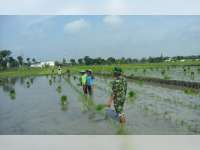 Babinsa Koramil Kalitidu Semangat Dampingi Petani Padi