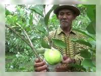 Musim Hujan Bawa Berkah bagi Petani Jambu Kristal
