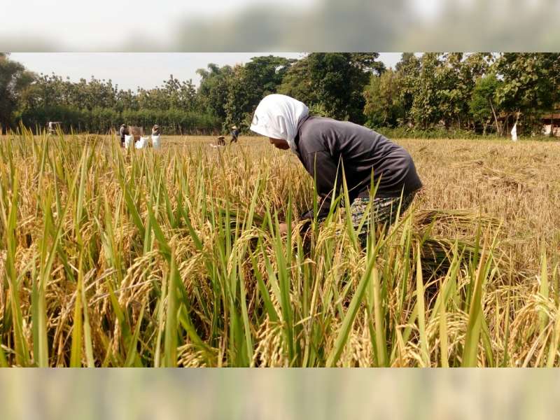 Diserang Hama Wereng, Petani di Blora Terpaksa Panen Dini Tanaman Padi