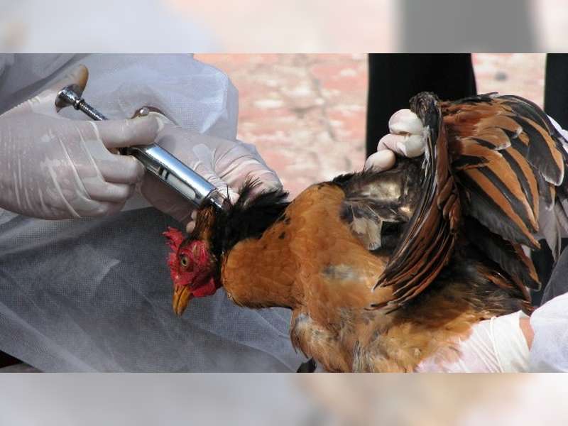 Disnakan Bojonegoro Imbau Peternak Unggas Lakukan Vaksin Anti Flu Burung