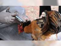 Disnakan Bojonegoro Imbau Peternak Unggas Lakukan Vaksin Anti Flu Burung