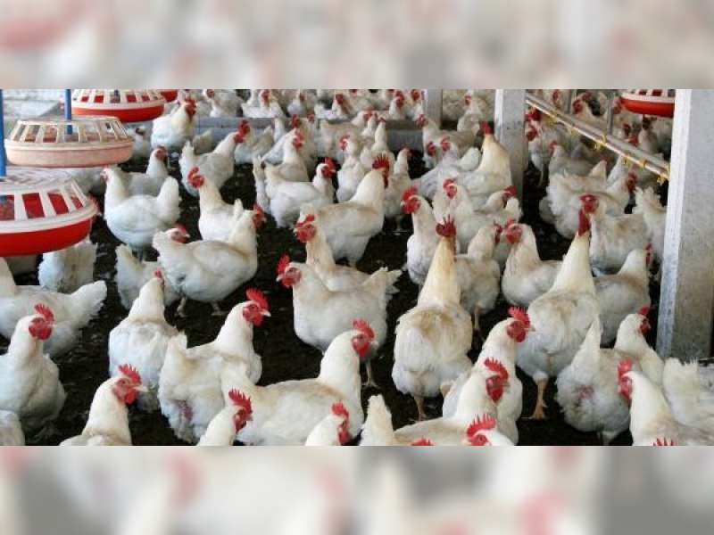 Peternak Unggas Diimbau Waspada Penyebaran Penyakit Tetelo