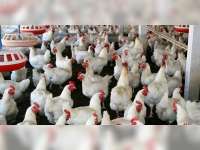 Peternak Unggas Diimbau Waspada Penyebaran Penyakit Tetelo