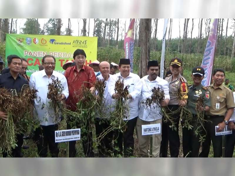 Menkop RI Sambangi Panen Raya Kacang Tanah di Bojonegoro