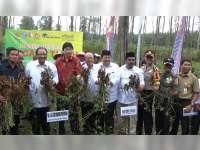 Menkop RI Sambangi Panen Raya Kacang Tanah di Bojonegoro