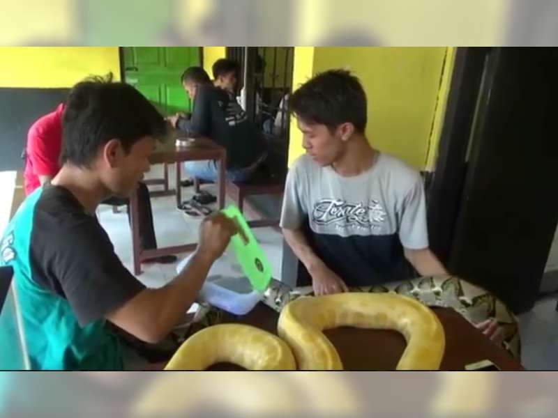 Minum Kopi Sambil Memeluk Ular Sanca di Animals Cafe   