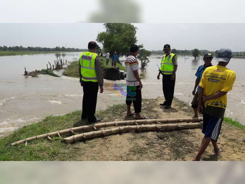 Tanggul Kali di Desa Sambiroto Kecamatan Kapas Jebol, 200 Hektare Padi Terendam