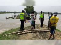 Tanggul Kali di Desa Sambiroto Kecamatan Kapas Jebol, 200 Hektare Padi Terendam