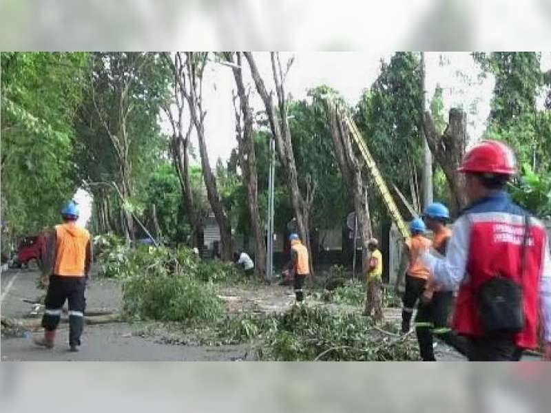 Antisipasi Bencana, Pemkab Pangkas Dahan dan Ranting Pohon dalam Kota