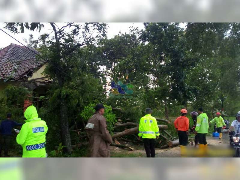 Pohon Tumbang di Ngasem Timpa Rumah dan Motor