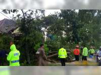 Pohon Tumbang di Ngasem Timpa Rumah dan Motor