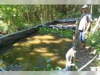 Tarjo Sukses Ternak Lele di Sekitar Rumahnya