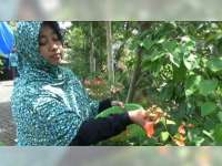 Teh Bunga Bugenvil Berkhasiat Sembuhkan Berbagai Penyakit