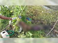 Seorang Warga Widang Ditemukan Meninggal Dunia Tersengat Listrik