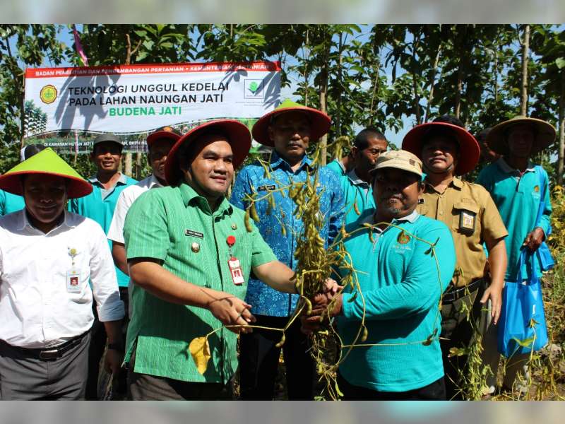 Kementan Kembangkan Kedelai di Bawah Tegakan Pohon Jati di Blora