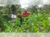 Mantan Kades Tempellemahbang Blora, Kembangkan Kacang Koro Pedang