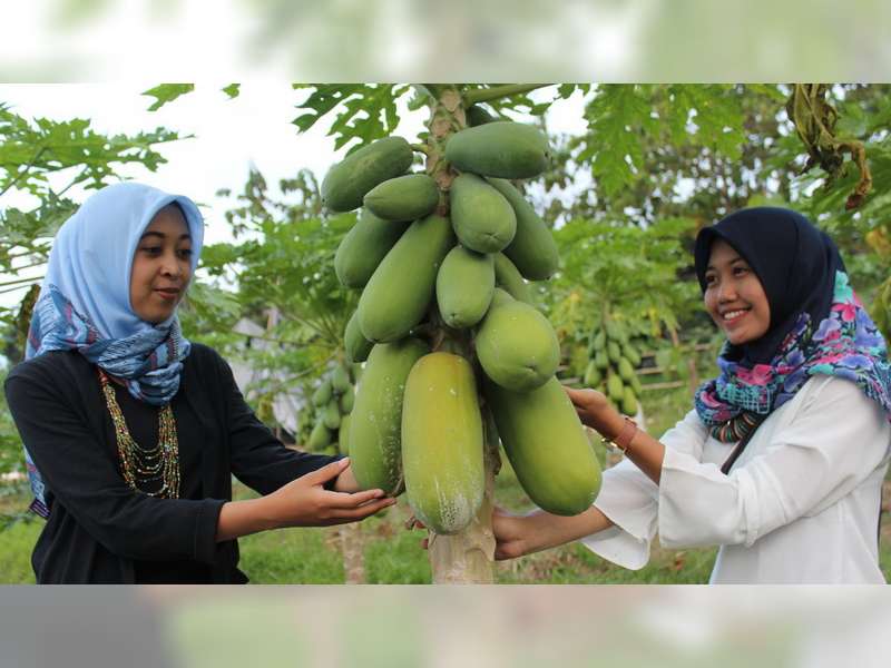 Kebun Buah Greneng Blora, Resmi Dibuka untuk Umum