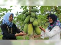 Kebun Buah Greneng Blora, Resmi Dibuka untuk Umum