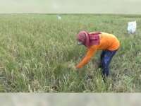 Akibat Kekeringan, Ratusan Hektare Tanaman Padi di Kanor Bojonegoro Gagal Panen