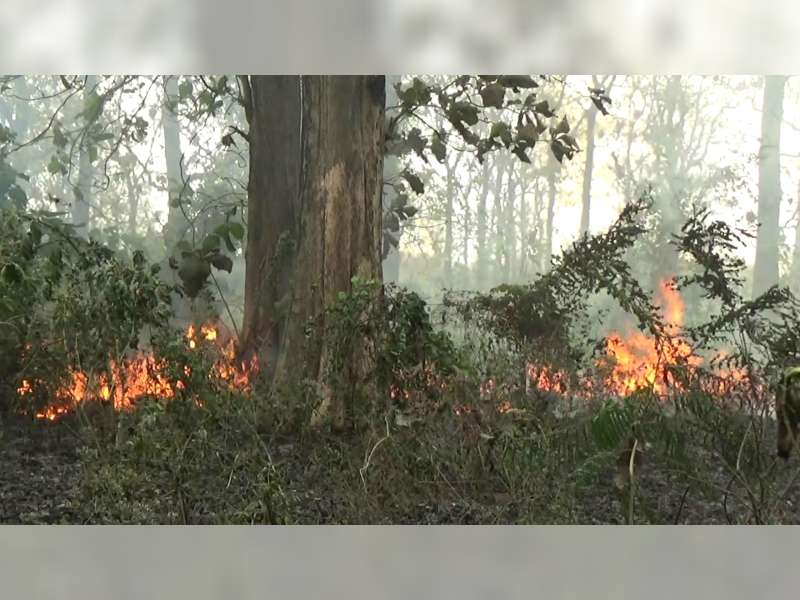Semak Belukar Hutan Jati di Dander Bojonegoro Terbakar