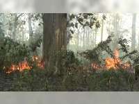 Semak Belukar Hutan Jati di Dander Bojonegoro Terbakar