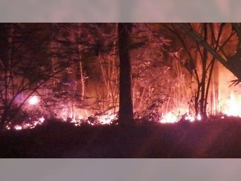 Sudah Belasan Hektare Hutan Jati di Bojonegoro Terbakar, Diduga Akibat Kelalaian Manusia