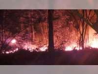 Sudah Belasan Hektare Hutan Jati di Bojonegoro Terbakar, Diduga Akibat Kelalaian Manusia
