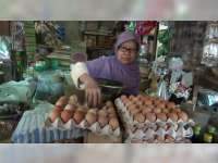 Harga Telur Ayam Broiler di Bojonegoro Melambung