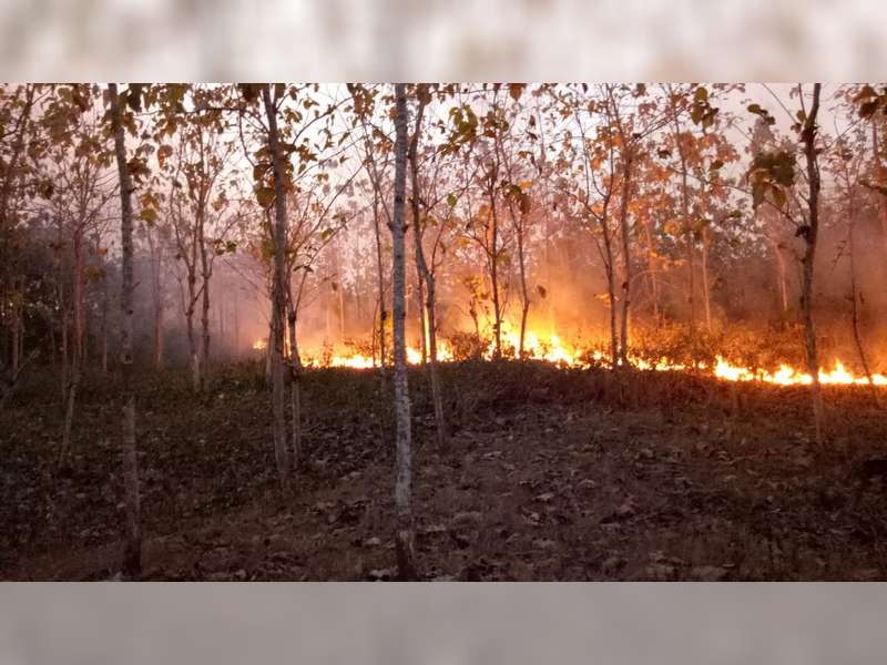 Kebakaran Hutan Terjadi di Kecamatan Trucuk Bojonegoro