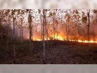 Kebakaran Hutan Terjadi di Kecamatan Trucuk Bojonegoro