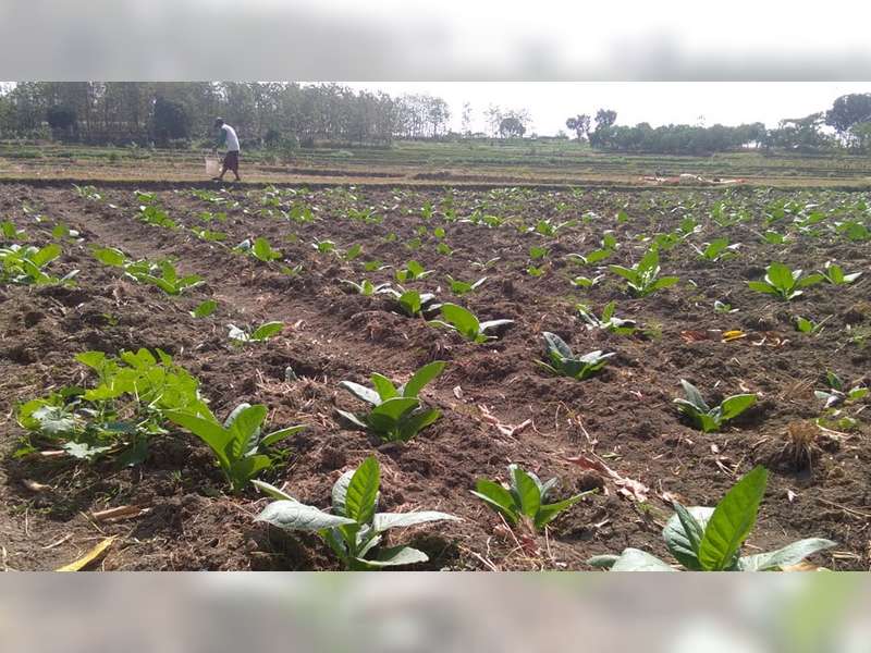 Musim Kemarau, Banyak Petani di Bojonegoro Mengadu Peruntungan Tanam Tembakau